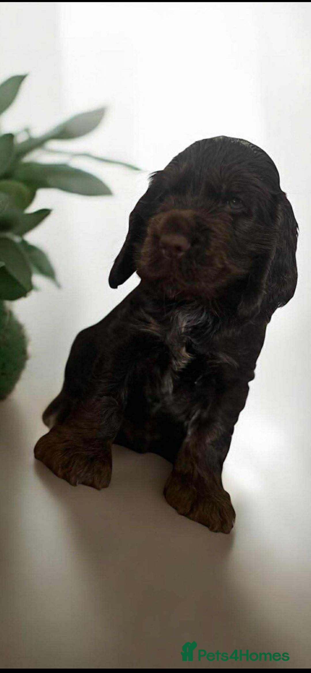 Cocker Spaniel dogs for sale: 💚2 boys available 💚show cocker spaniel puppies  - Advert 4