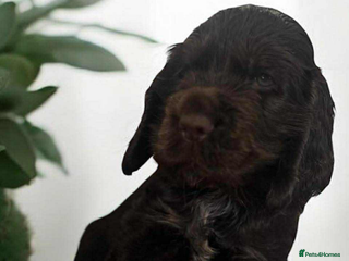 Cocker Spaniel dogs Last boy stunning show cocker spaniel puppies - Advert 7