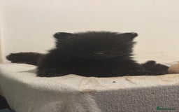 Pomeranian dogs for sale: Pomeranian puppies - Advert 3