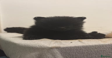 Pomeranian dogs Pomeranian puppies - Advert 9