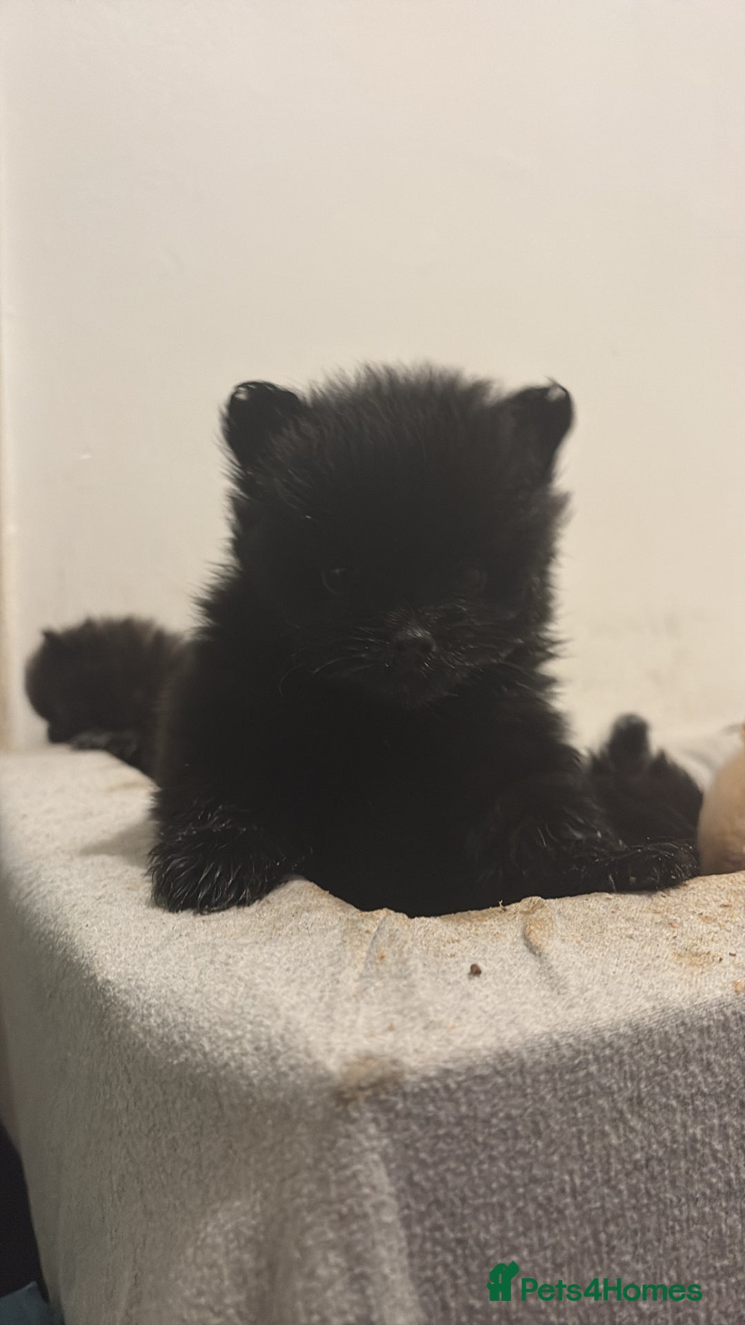 Pomeranian dogs for sale: Pomeranian puppies - Advert 3