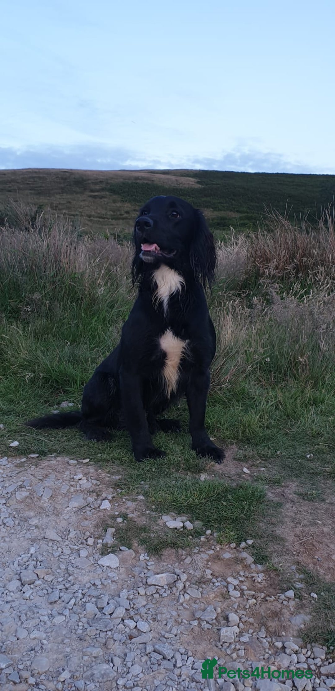 Cocker Spaniel dogs for stud: Proven kc reg working cocker in Preston - Advert 2