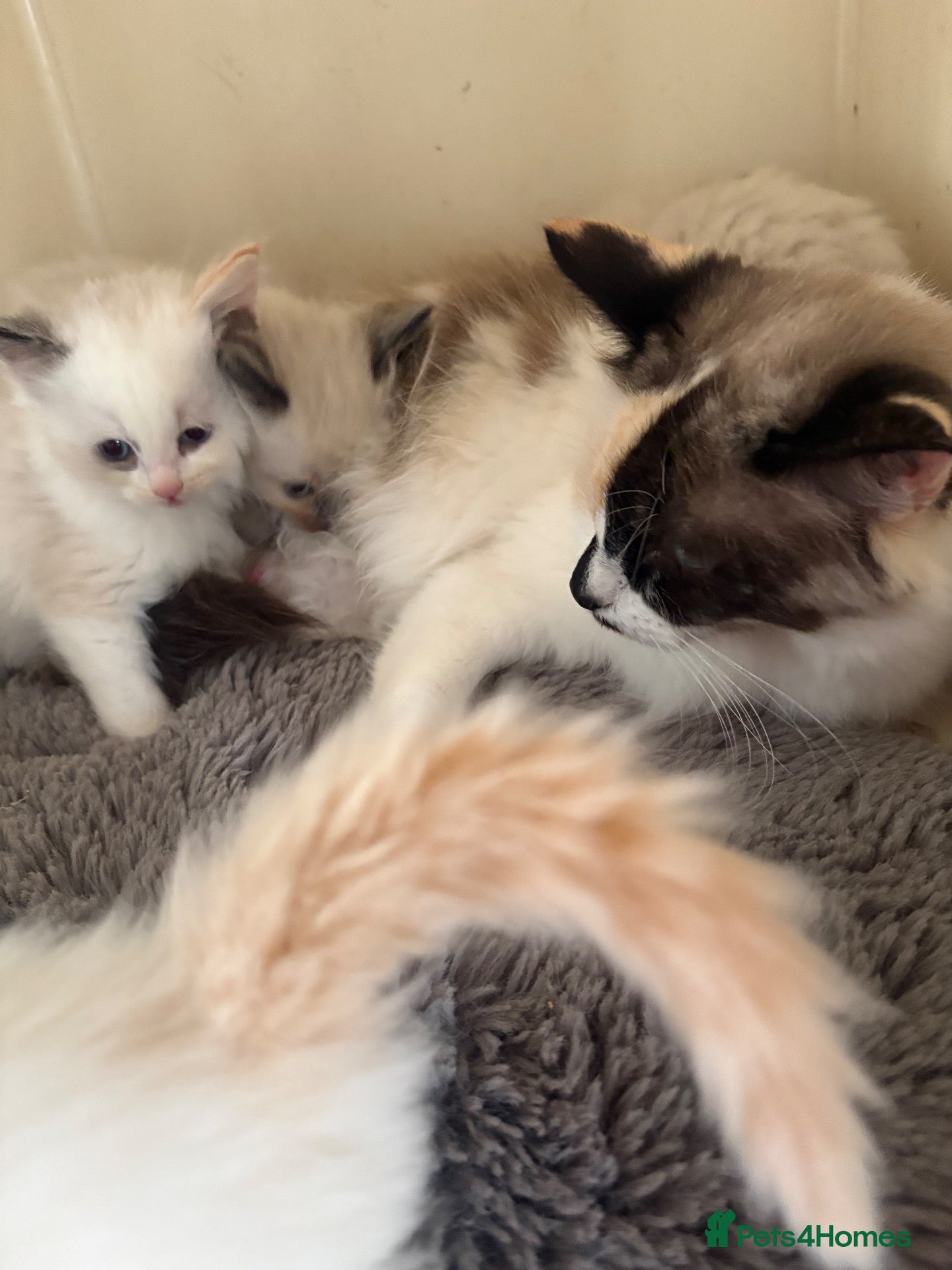 Ragdoll cats Ragdoll kittens - Advert 7