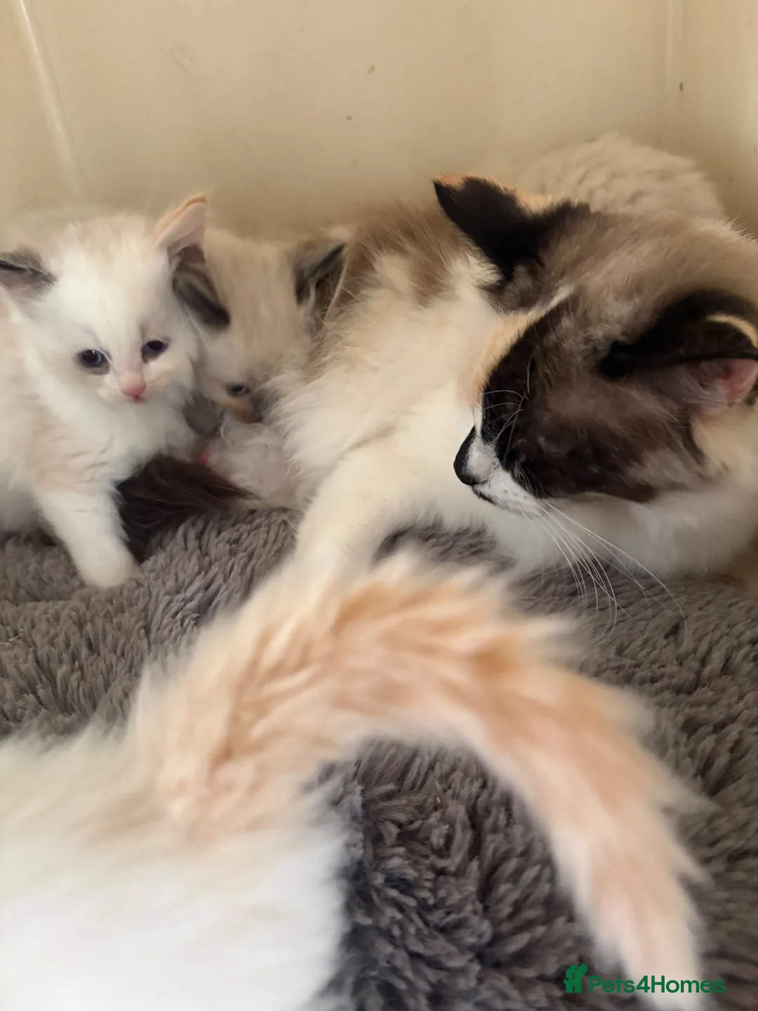 Ragdoll cats for sale: Ragdoll kittens - Advert 1