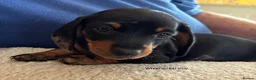 Miniature Dachshund dogs for sale: Gorgeous Litter of Miniature Dachshund Puppies - Advert 25
