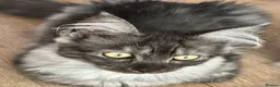 Maine Coon cats for sale: Beautiful GCCF Registered Maine Coon Kittens - Advert 7