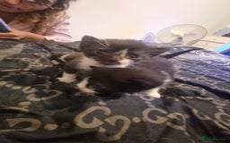 Mixed Breed cats for sale: Kittens for sale beautiful  - Image 10