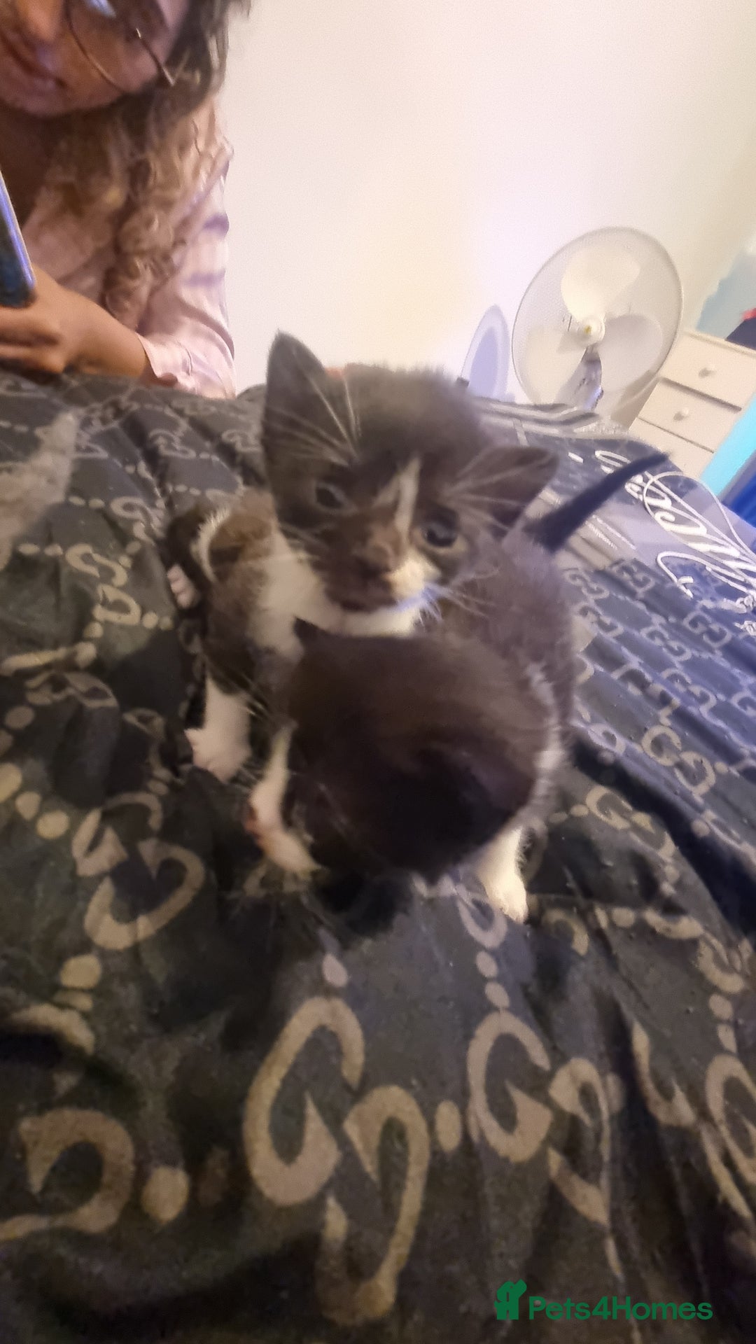 Mixed Breed cats for sale: Kittens for sale beautiful  - Image 10