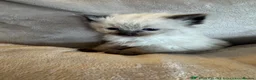 Ragdoll cats for sale: Stunning ragdoll kittens - Advert 1