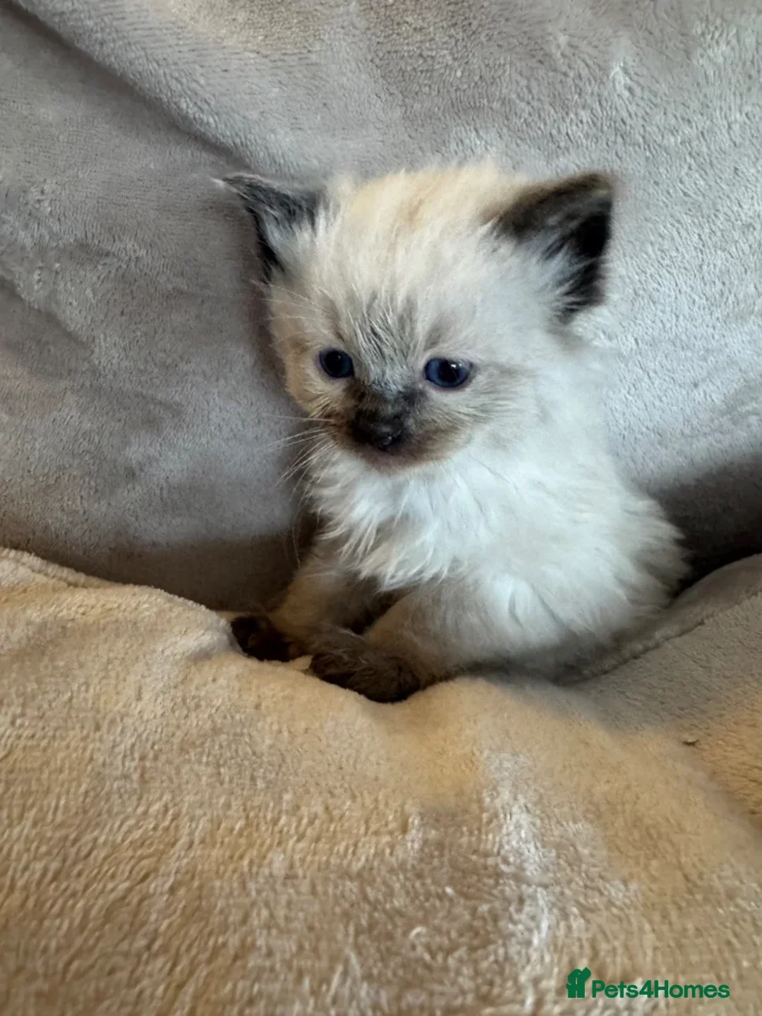 Ragdoll cats for sale: Stunning ragdoll kittens - Advert 1