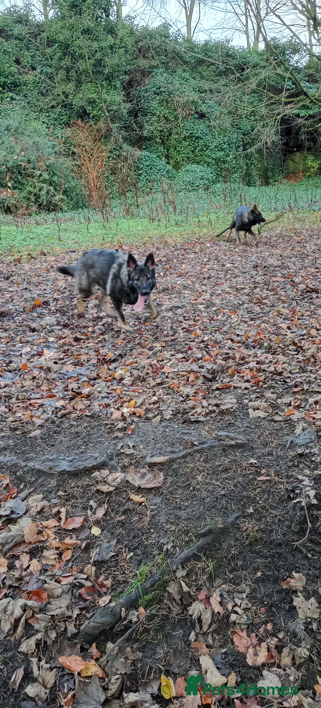 German Shepherd dogs for sale: Female German shepherd 3yrs - Advert 2