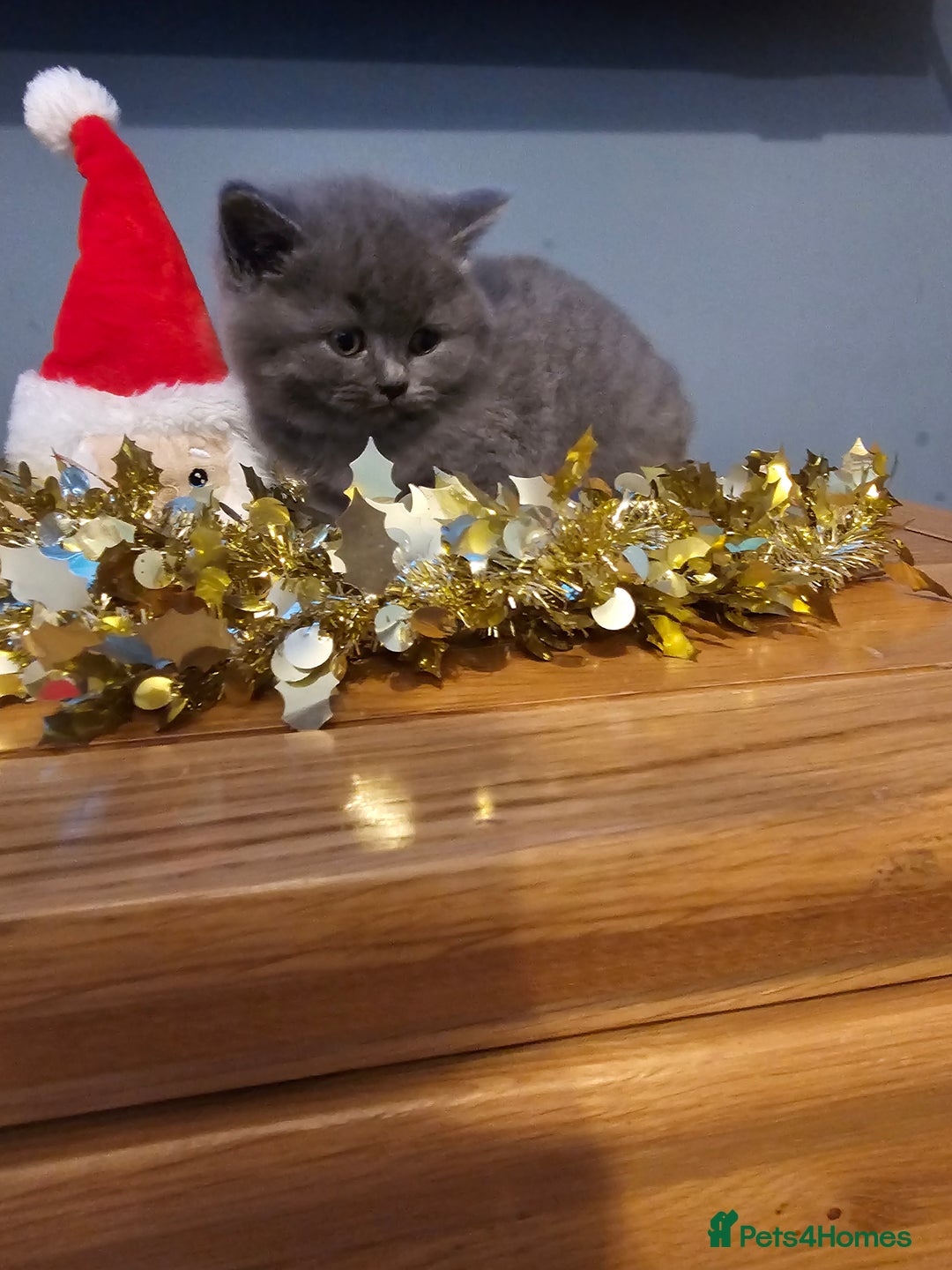 British Shorthair cats for sale: British shorthair kittens  - Advert 4