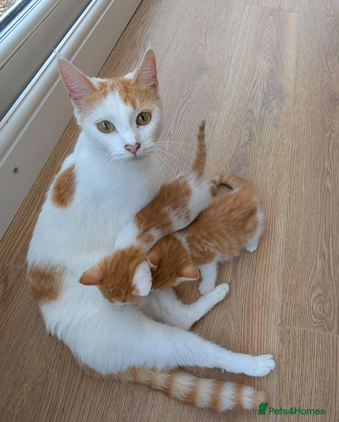 Mixed Breed cats for sale: Beautiful kitten for sale - Advert 5