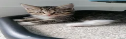 Mixed Breed cats for sale: 2 beautiful kittens ready now in Romsey - Advert 5
