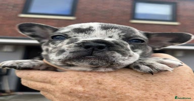French Bulldog dogs - Advert 11