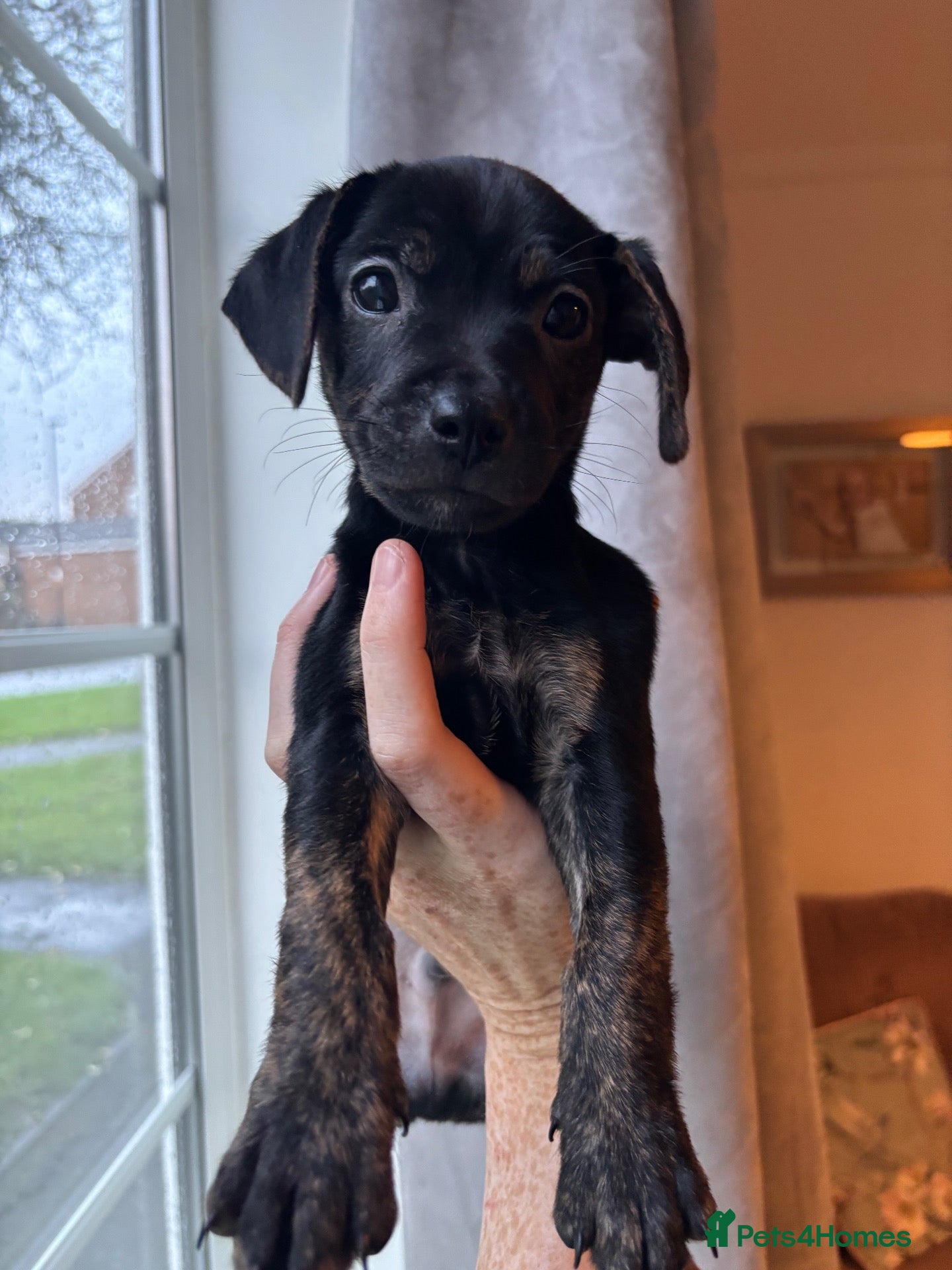 Mixed Breed dogs for sale: Jack Russell Cross Puppies  - Advert 3
