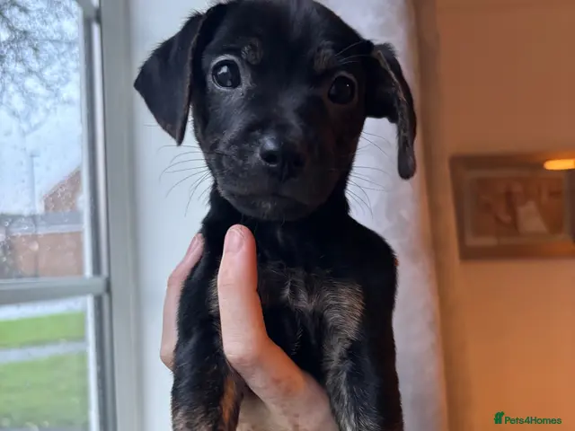 Mixed Breed dogs for sale: Jack Russell Cross Puppies - Advert 3