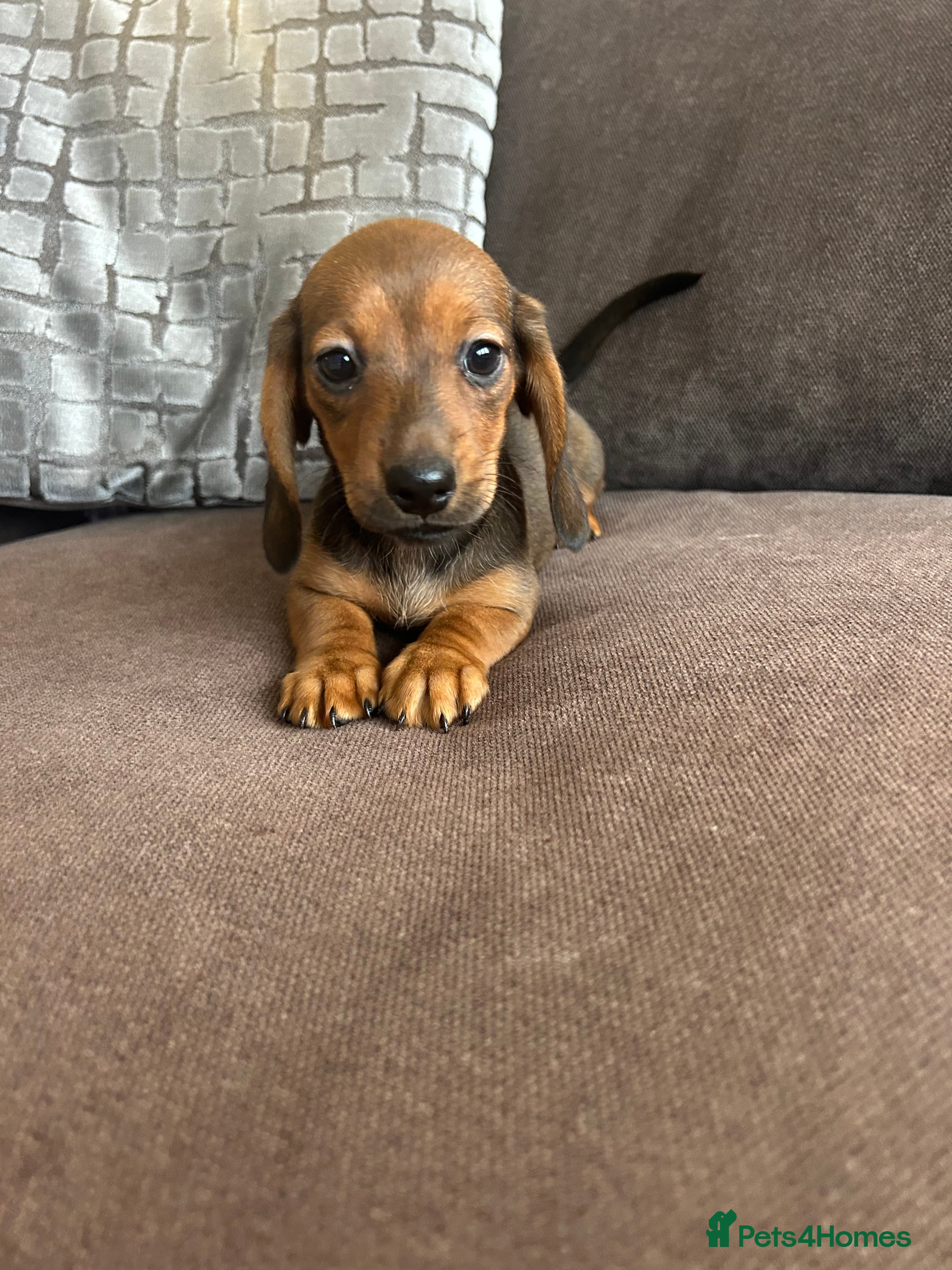 Miniature Dachshund dogs 🌟 1 GIRL remaining 💕 - Advert 1
