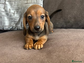 Miniature Dachshund dogs 🌟 1 GIRL remaining 💕 - Advert 6