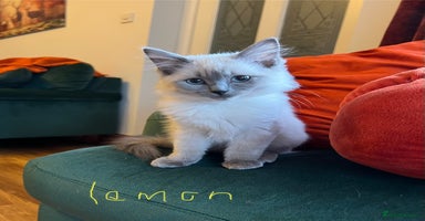 Ragdoll cats - Advert 1