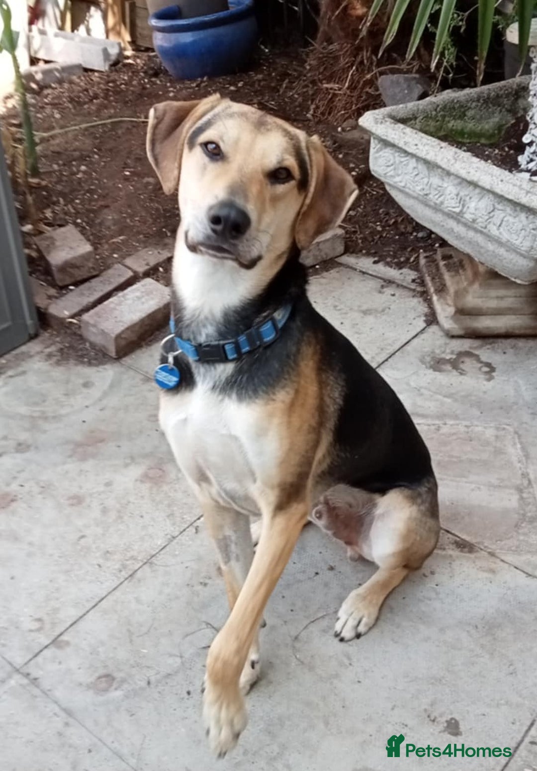 Mixed Breed dogs for adoption: CALEB - 10 months old, Handsome Hound Mix Boy - Image 1