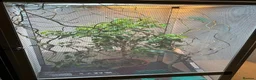 Chameleon reptiles for sale: Yemen Chameleon + Vivarium Setup Kit - Advert 6