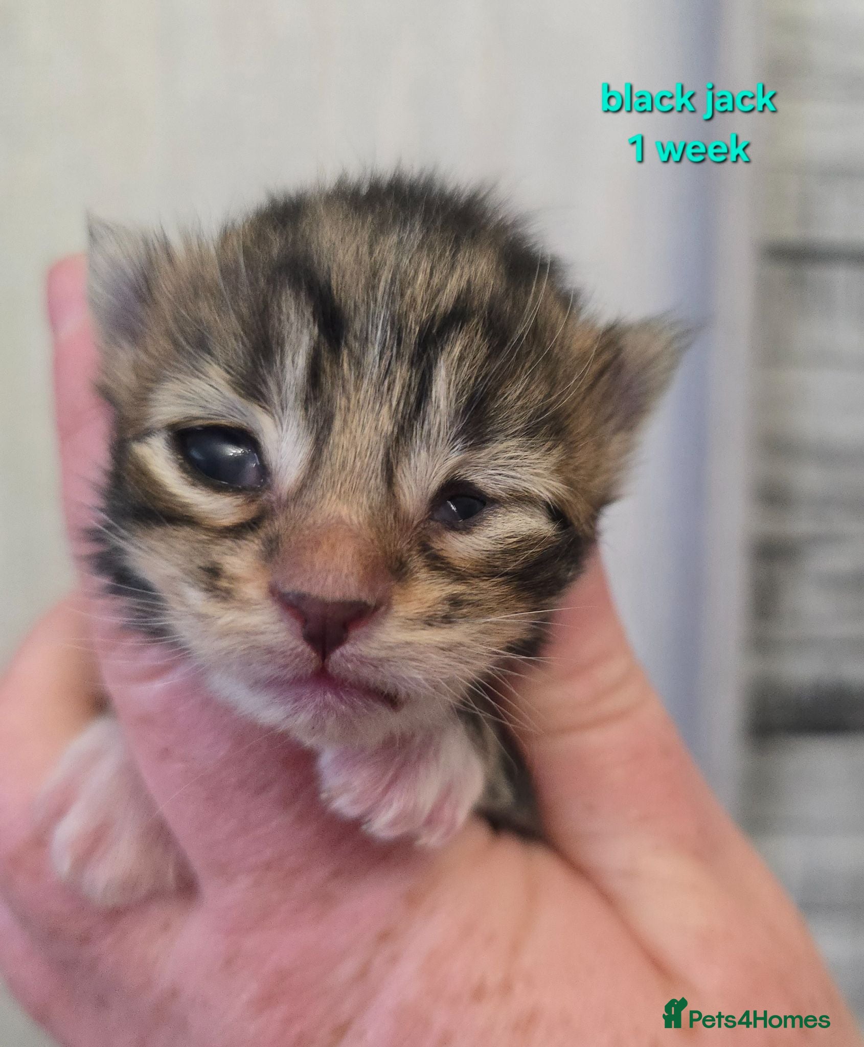 Maine Coon cats Beautiful Maine Coon Kittens  - Advert 2