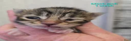 Maine Coon cats for sale: Beautiful Maine Coon Kittens  - Advert 2