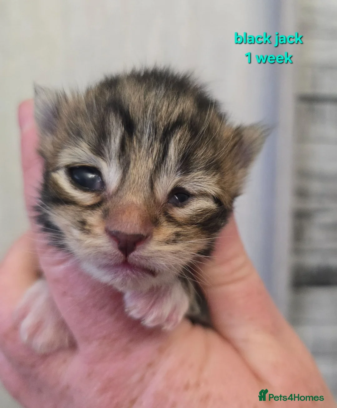 Maine Coon cats for sale: Beautiful Maine Coon Kittens  - Advert 2