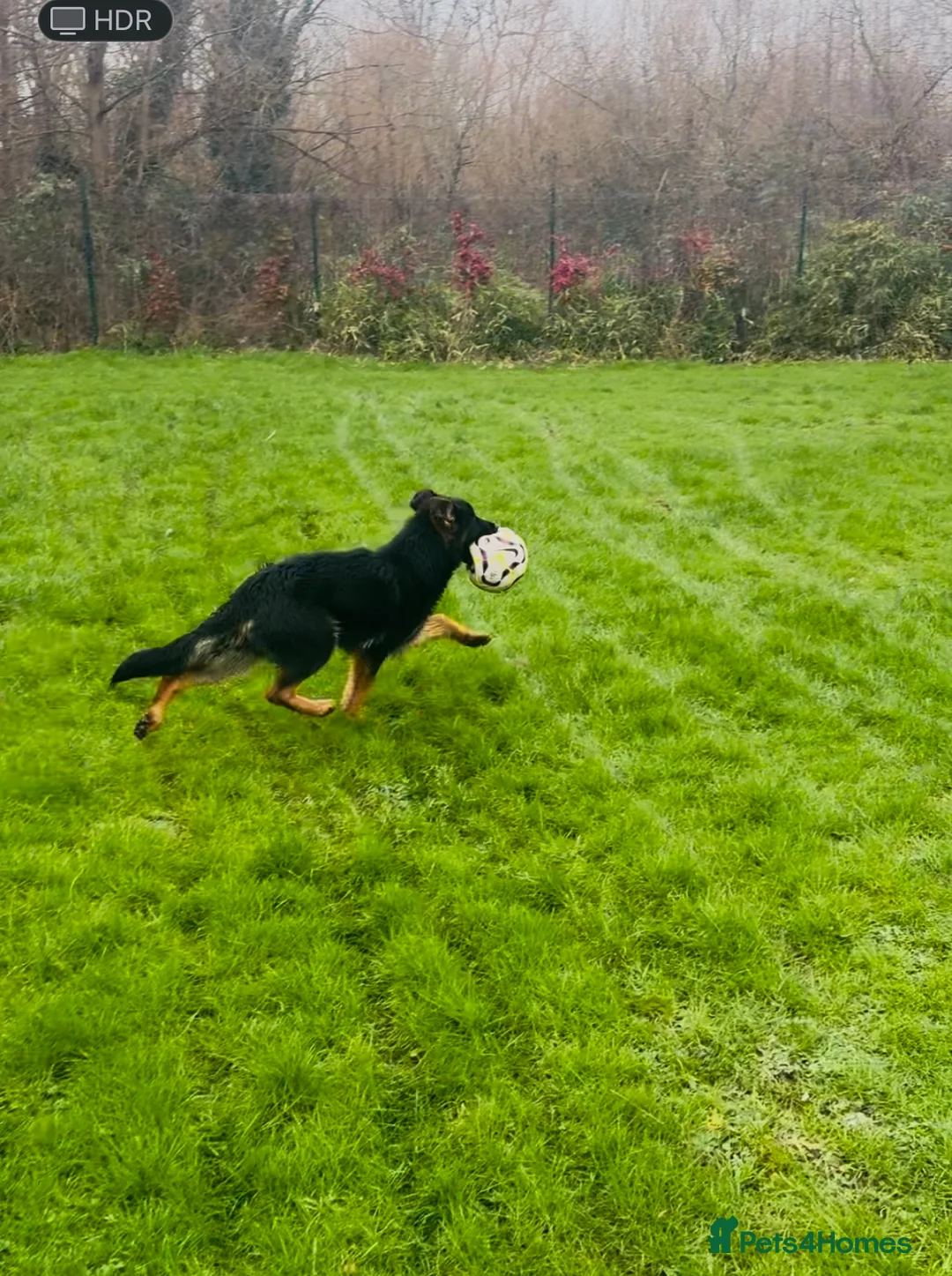 German Shepherd dogs for sale: KC health tested parents 💙 - Advert 10