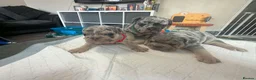 Frug dogs for sale: 6 stunning blue Merle Frug puppies  in Eastleigh - Advert 11