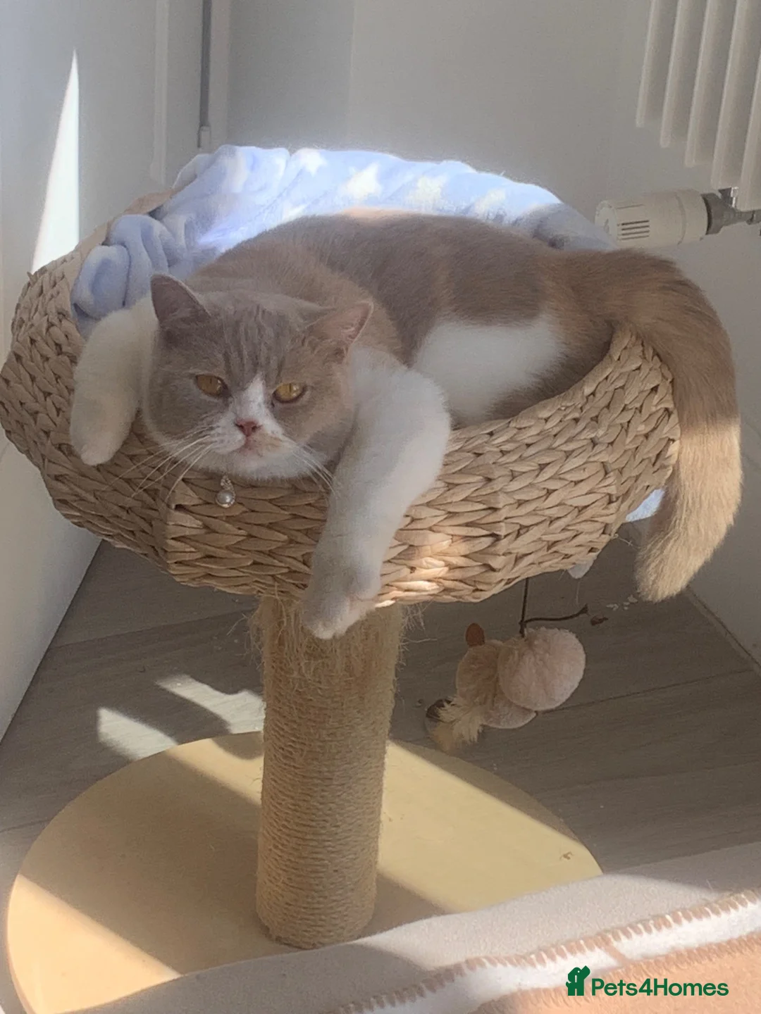 British Shorthair cats for sale: Loving BSH spade female  looking for Forever home  - Advert 4