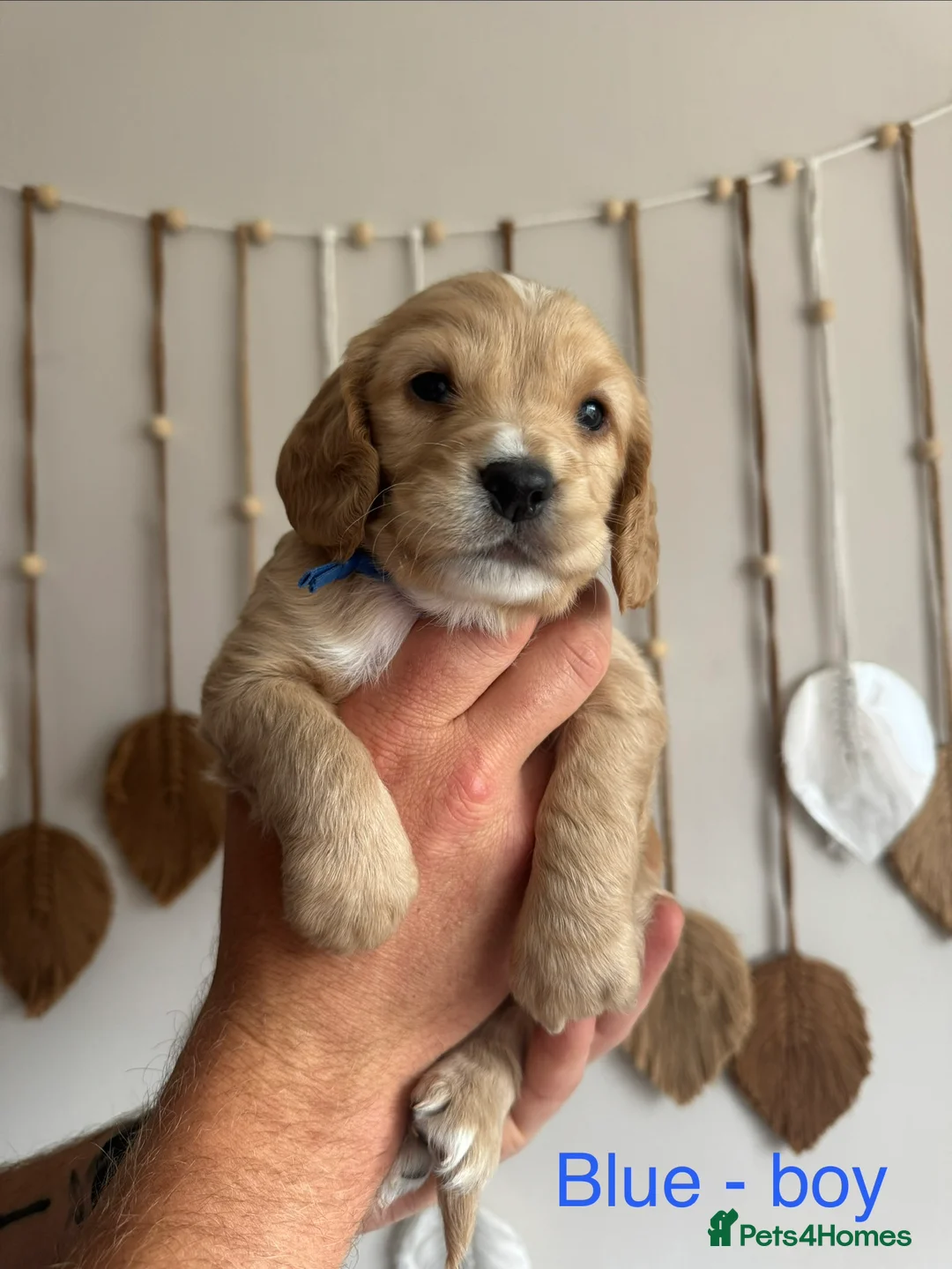 Cocker Spaniel dogs for sale: Golden & Red Cocker Spaniel puppies in Ulverston - Advert 2