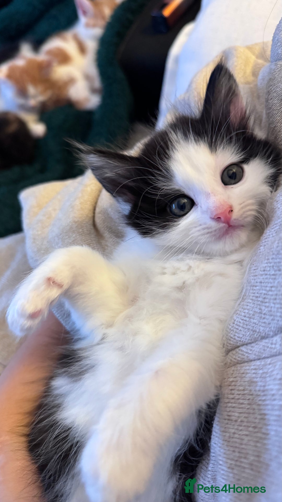Domestic Shorthair cats for sale: Beautiful and adorable kittens for sale☺️ - Image 28