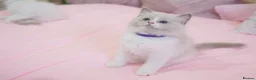 Ragdoll cats for sale: Beautiful Ragdolls  in Oldbury - Advert 27