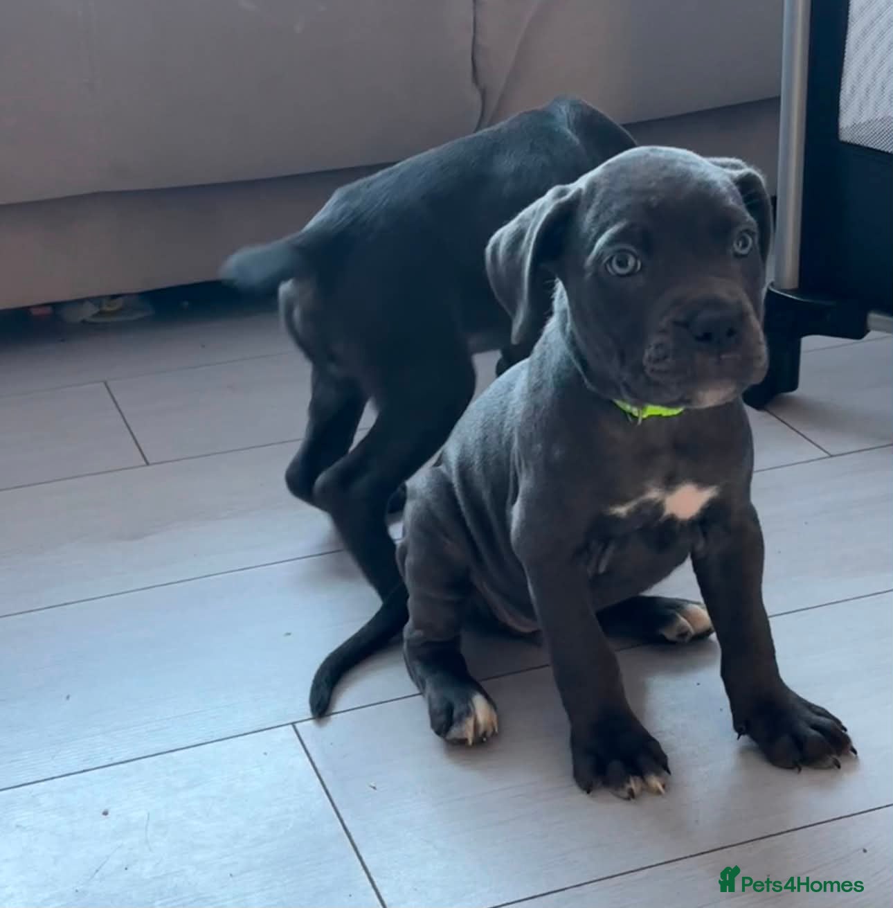 Cane Corso dogs ready to leave Tuesday ☺️ - Advert 1