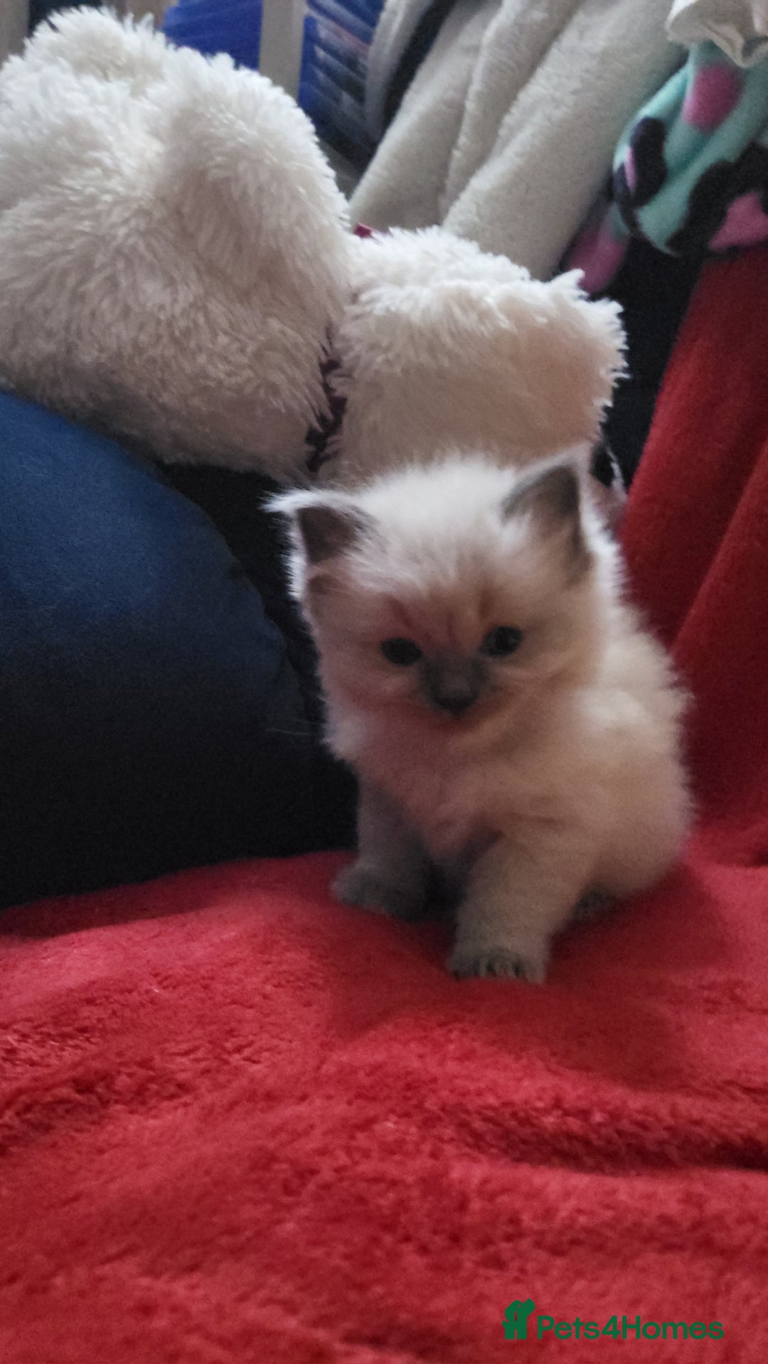 Ragdoll cats for sale: Ragdoll kittens - Advert 2