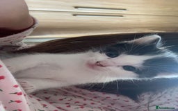 Ragdoll cats for sale: Ragdol mix 4 girls 1 boy - Image 12