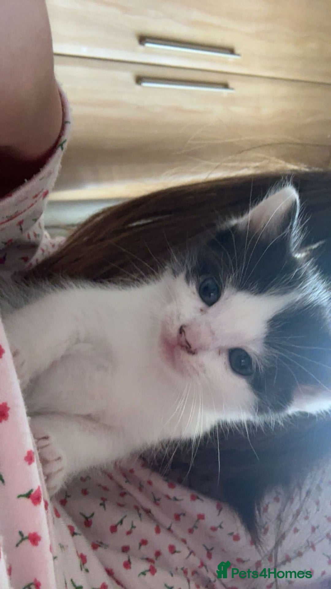 Ragdoll cats for sale: Ragdol mix 4 girls 1 boy - Image 12