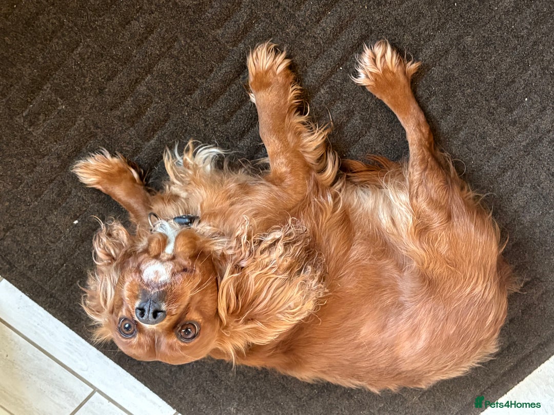 Cavalier King Charles Spaniel dogs for sale: Cavalier King Charles spaniel girl - Advert 3