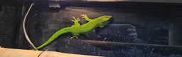 Gecko reptiles for sale: Giant Day Gecko Trio - Advert 2