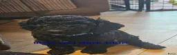 Cockapoo dogs for sale: Beautiful Cockapoo puppies - Advert 9