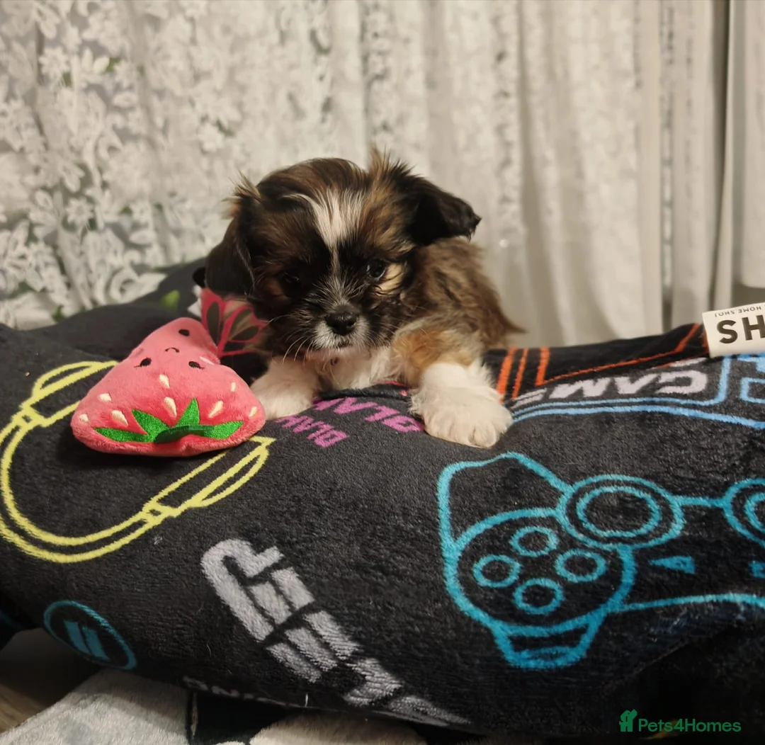 Mixed Breed dogs for sale: Shih-tzu x Chihuahua puppies - Advert 2