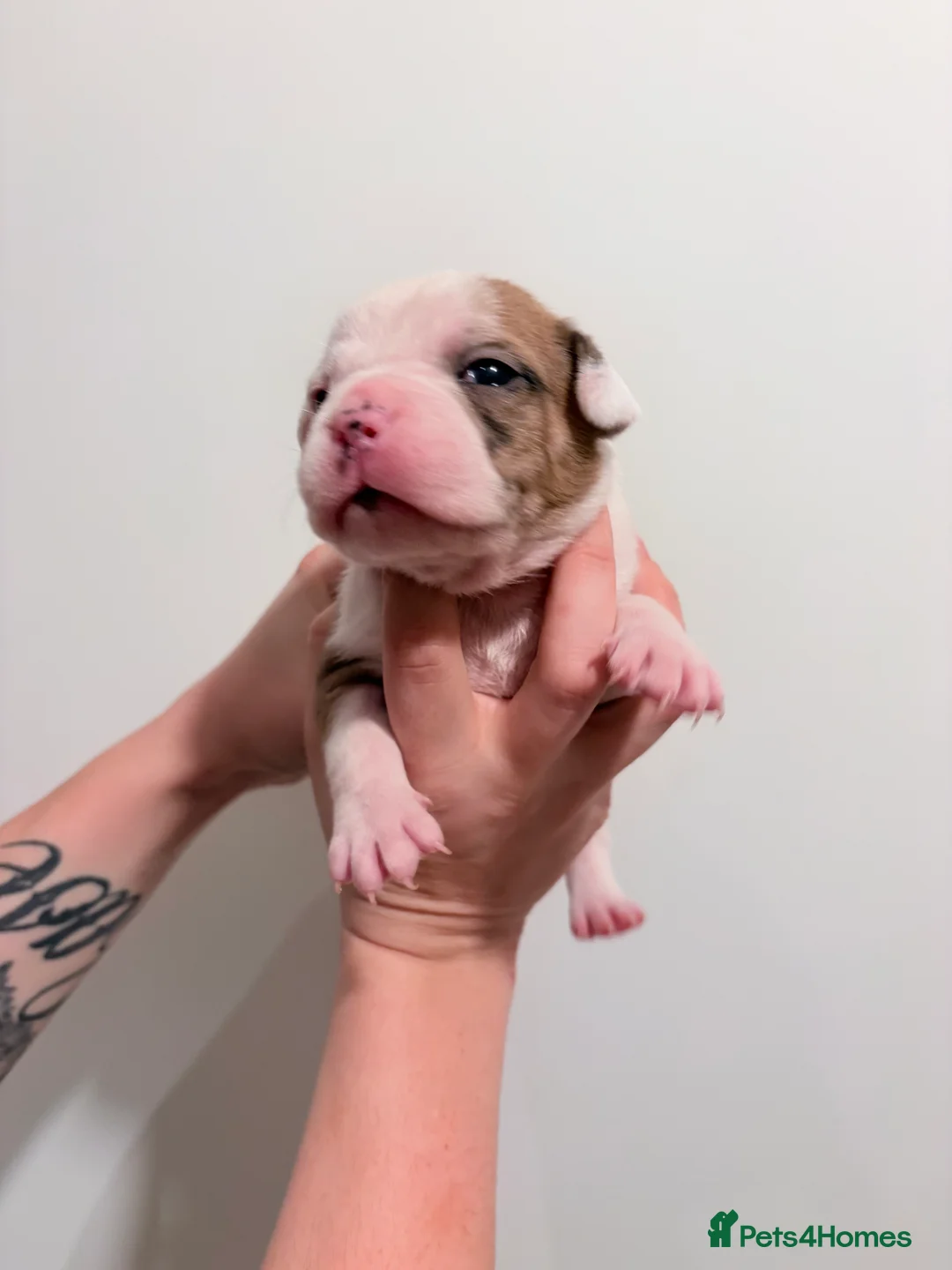 Mixed Breed dogs for sale: 7 gorgeous rare French American Bulldogs - Advert 13