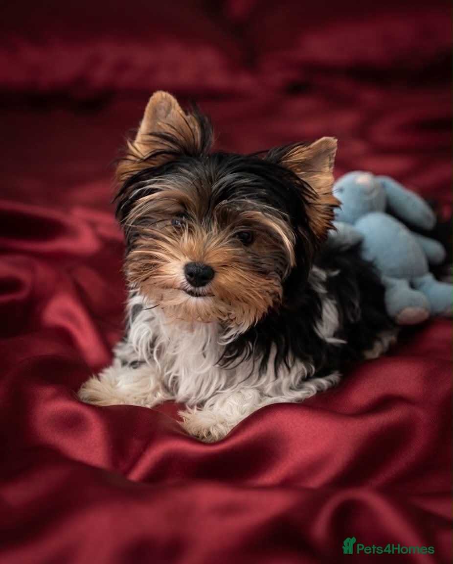 Biewer Terrier dogs Albus looking for his forever home  - Advert 10