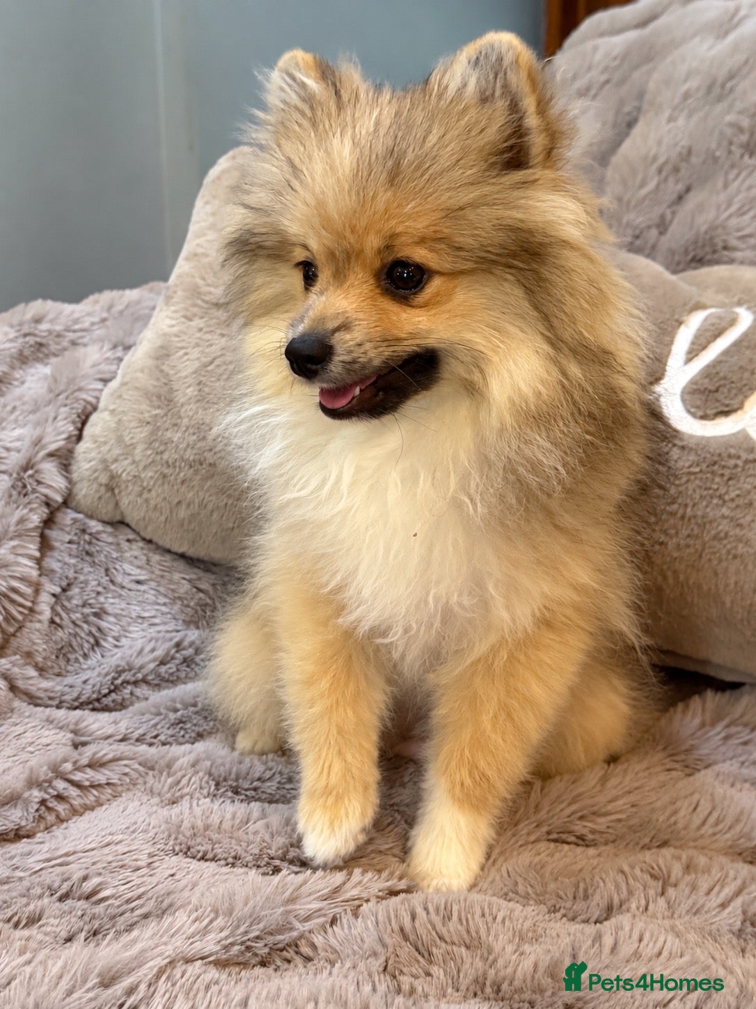 Pomsky dogs Stunning  **  Pomsky Boy - Advert 2