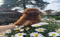 Toy Poodle dogs for sale: Asian Poodle Girl  in London - Image 5