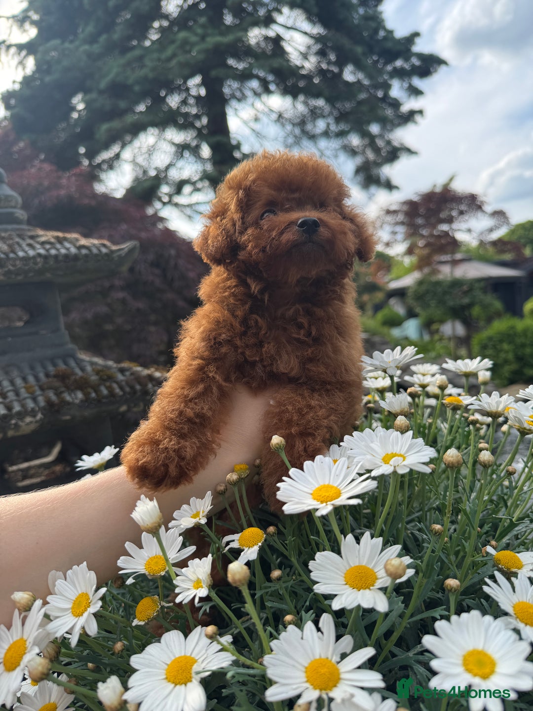 Toy Poodle dogs for sale: Asian Poodle Girl  in London - Image 5
