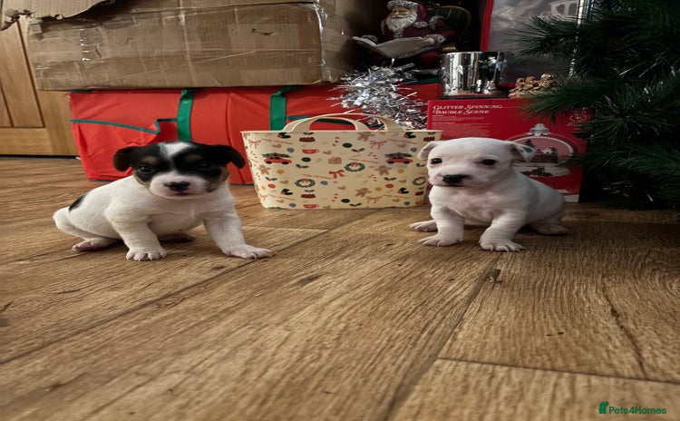 Parson Russell dogs - Advert 5