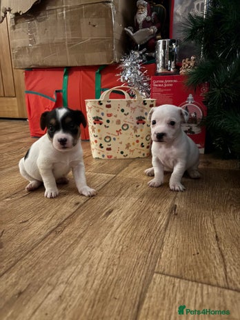 Parson Russell dogs - Advert 5